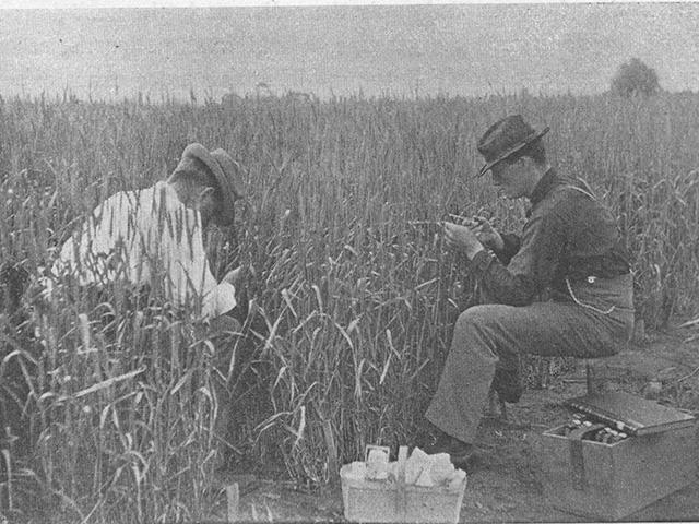Wheat Crossing circa 1885
