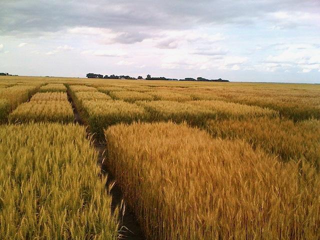 Spring Wheat Yield Plots 2009