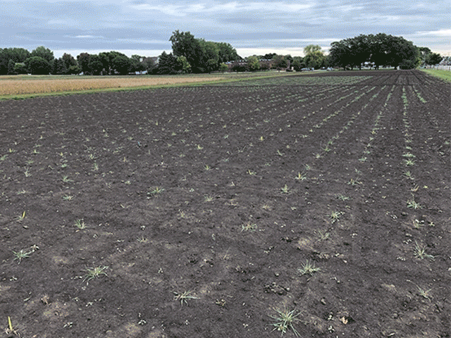 Single plant nursery in two phases at establishment Fall 2020 and after first winter Spring 2021