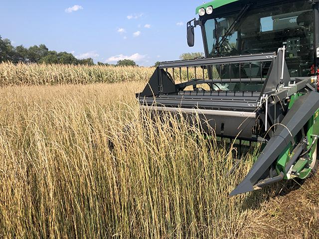 Combine Harvest of Kernza seed increases and yield trials
